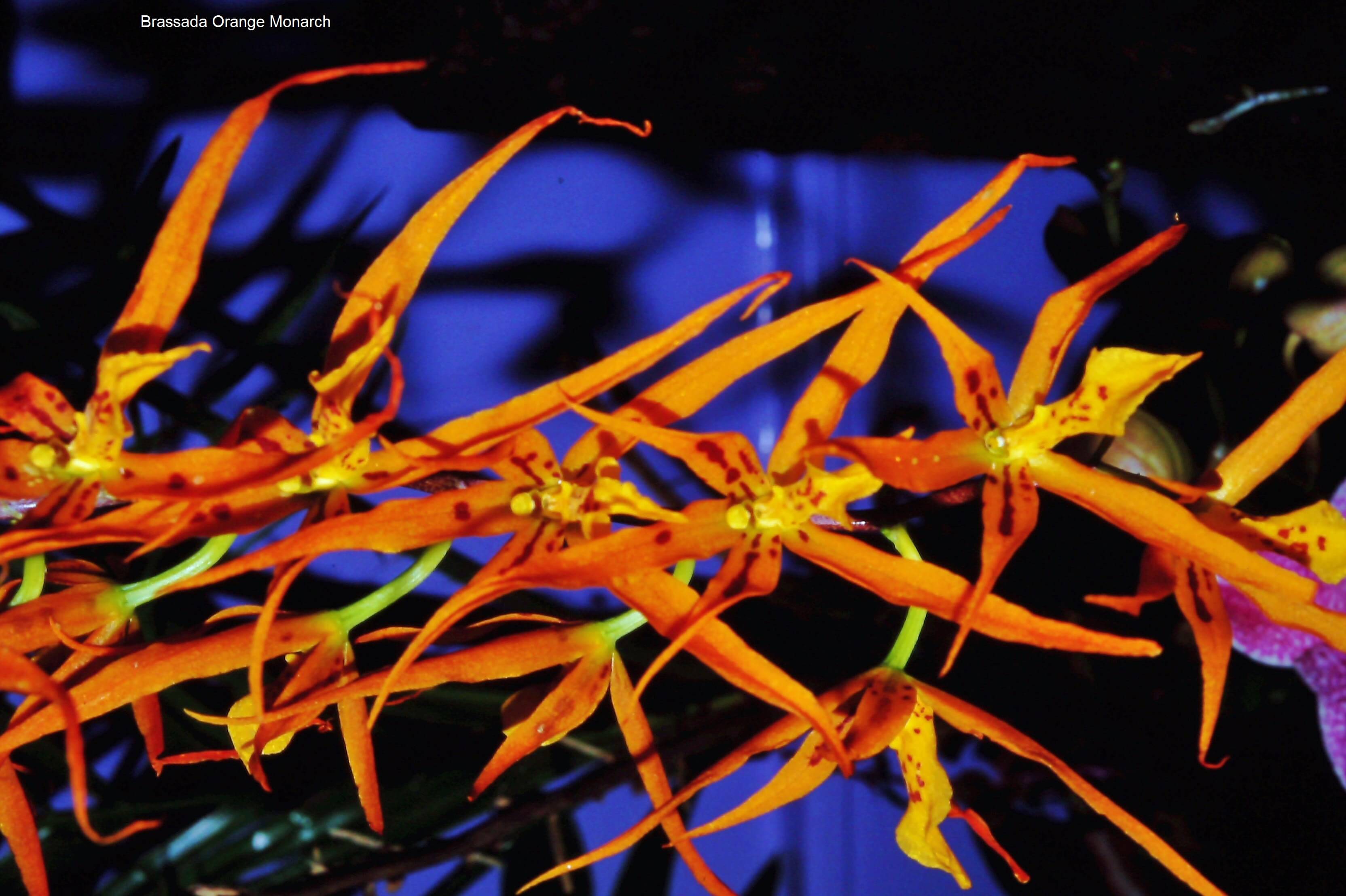 Brassada Orange Monarch