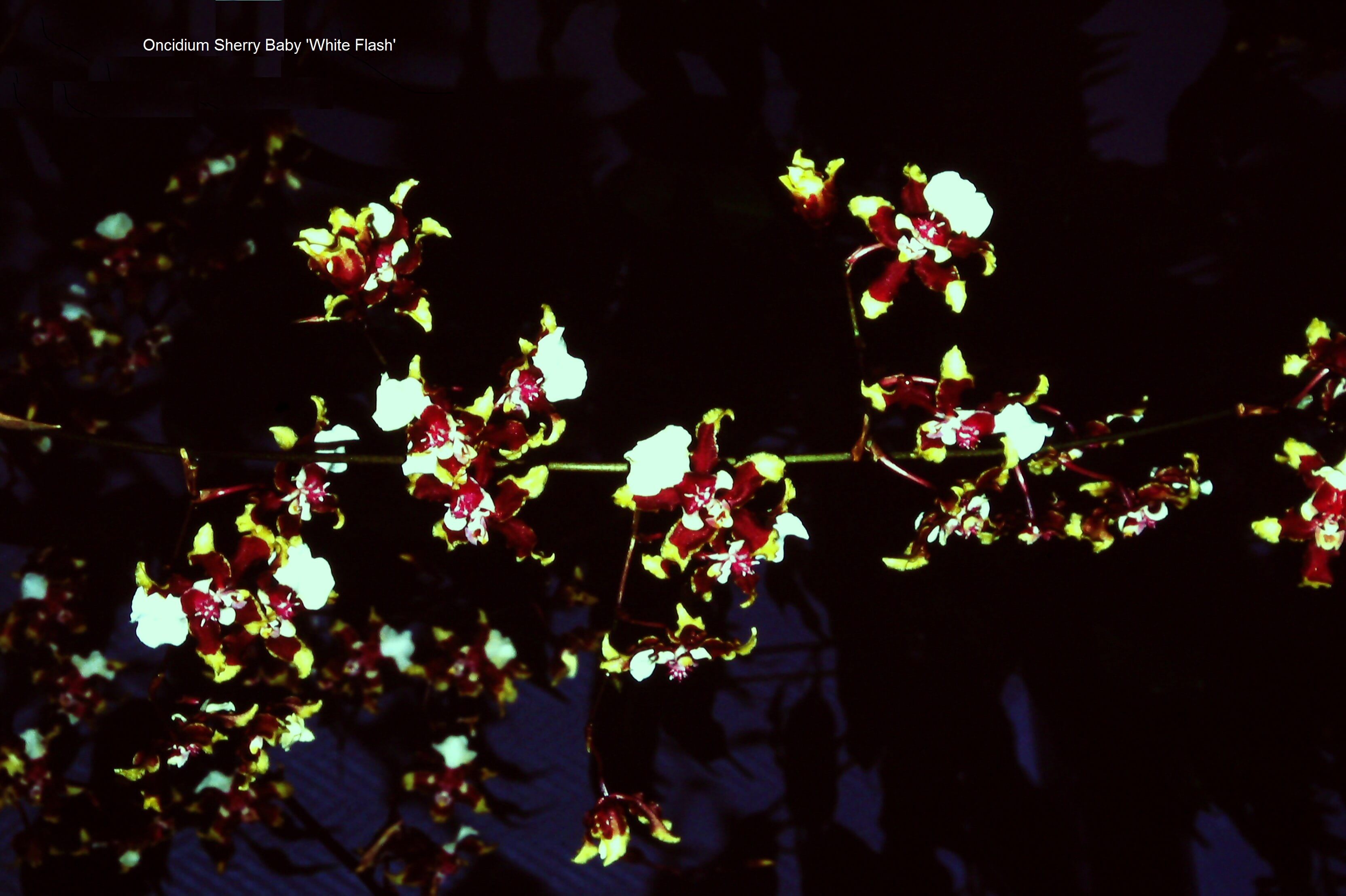 Oncidium Sherry Baby