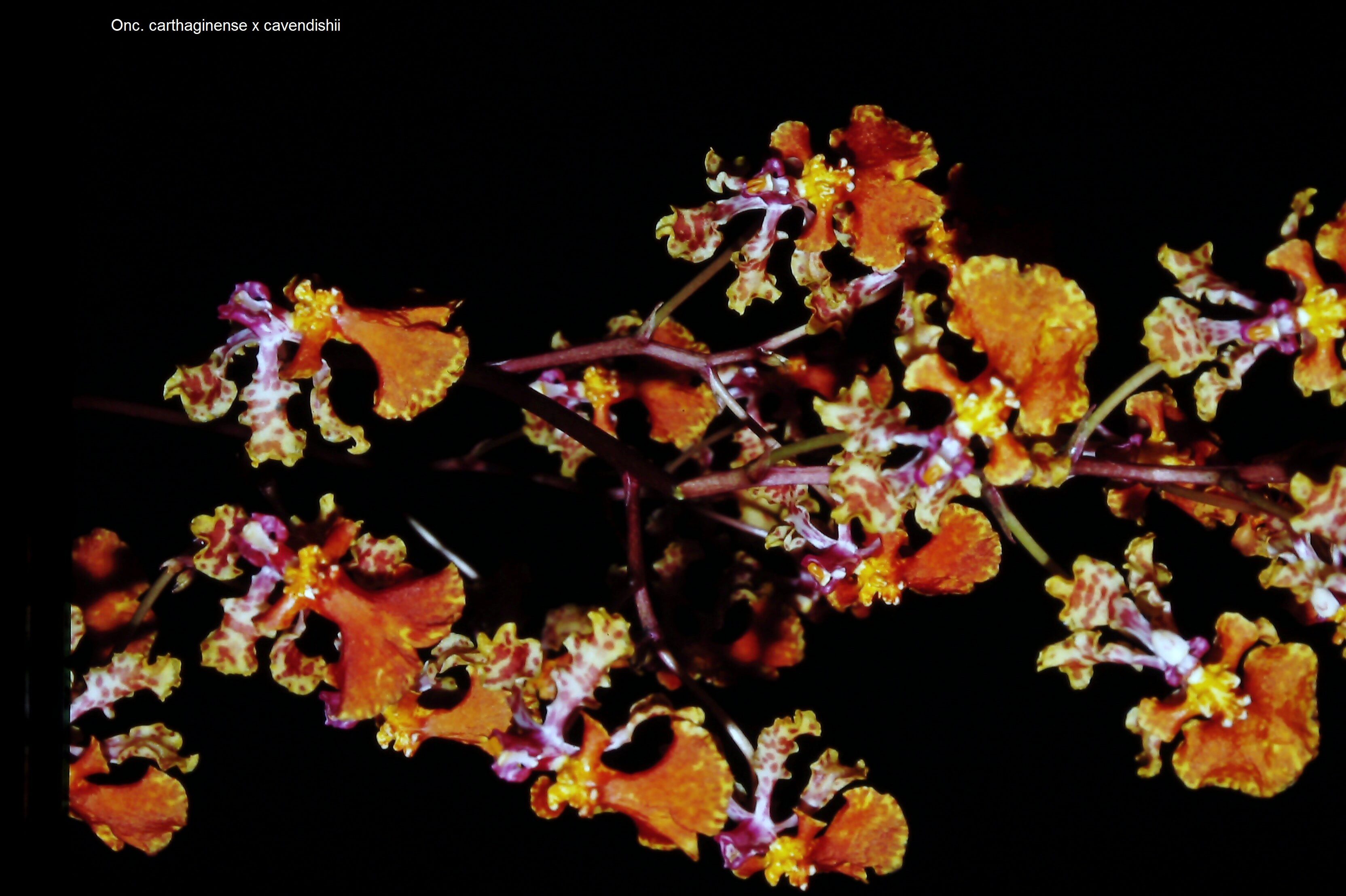 Oncidium carthaginense x cavendishii