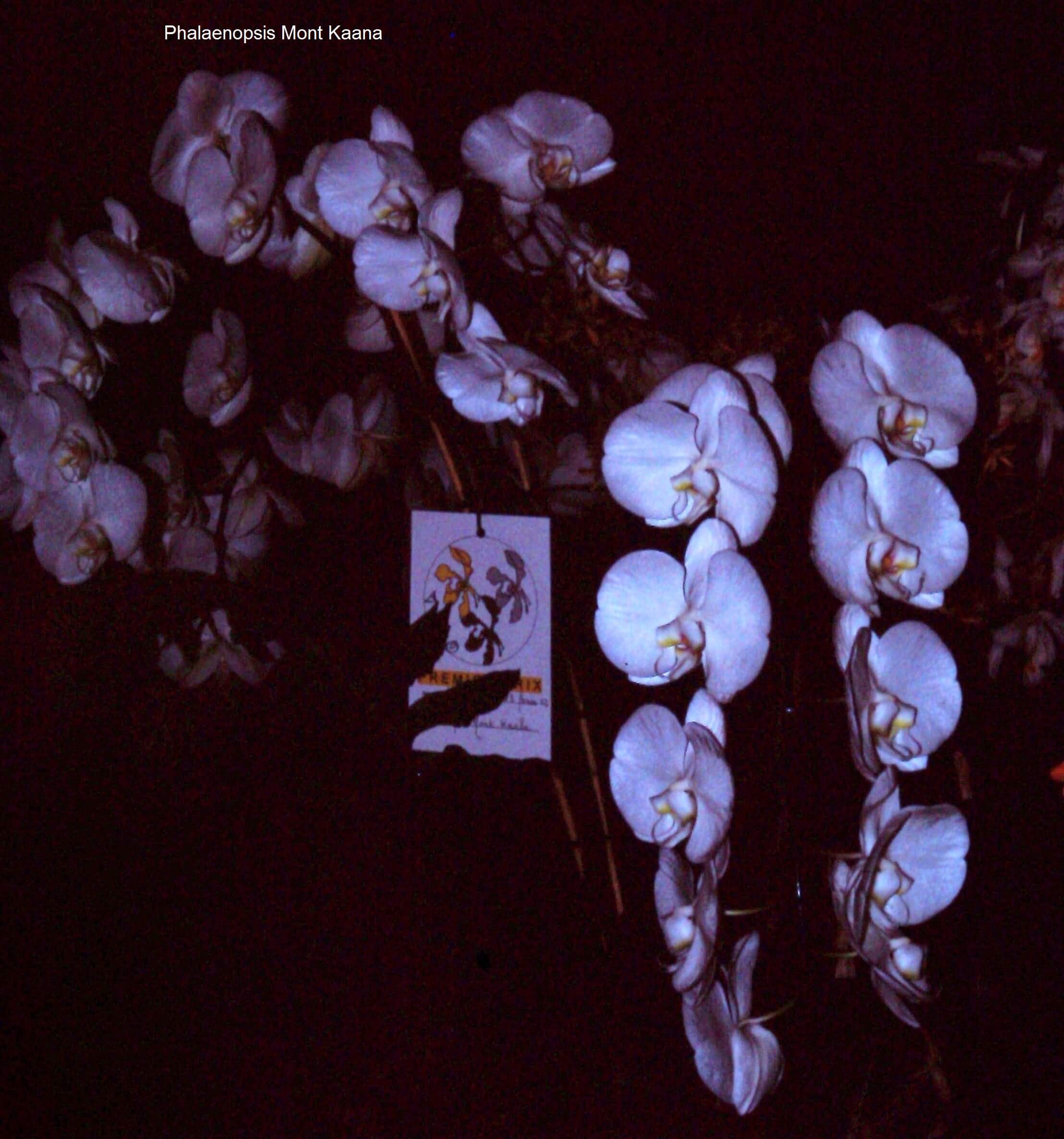 Phalaenopsis Mont Kaana