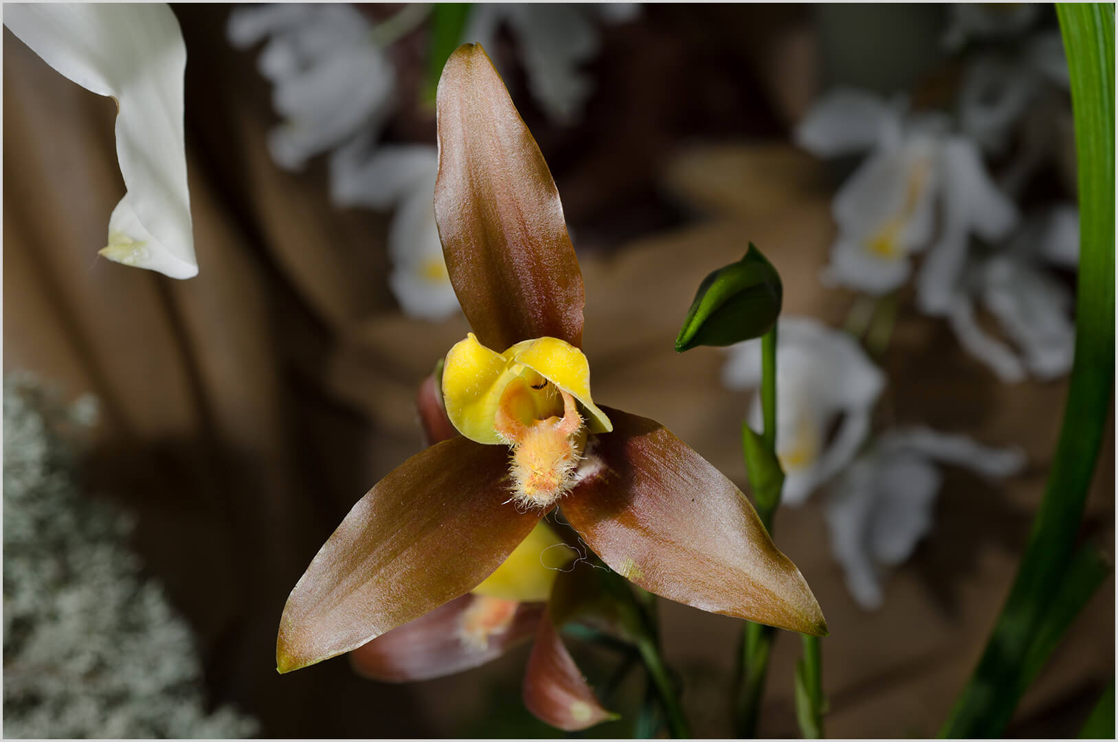 Lycaste lasioglossa