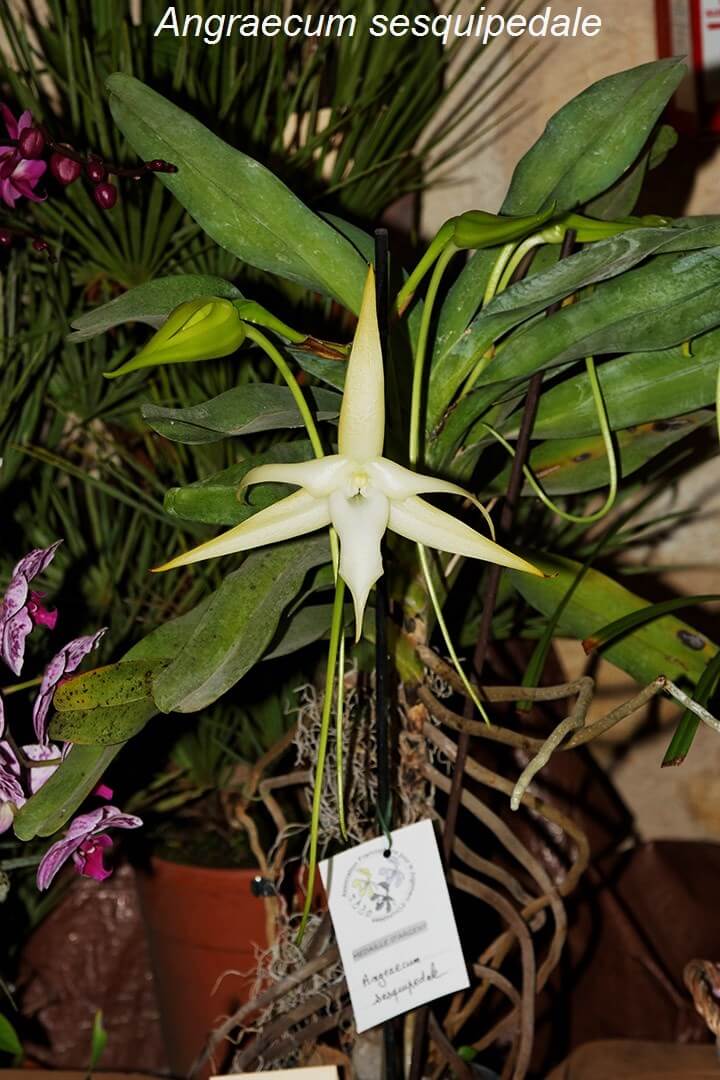 Angraecum sesquipedale