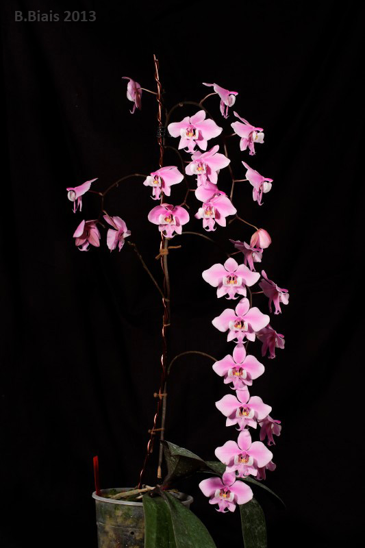 Phalaenopsis schilleriana