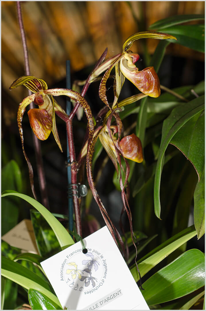 Paphiopedilum Angel Hair x Formosa Lady