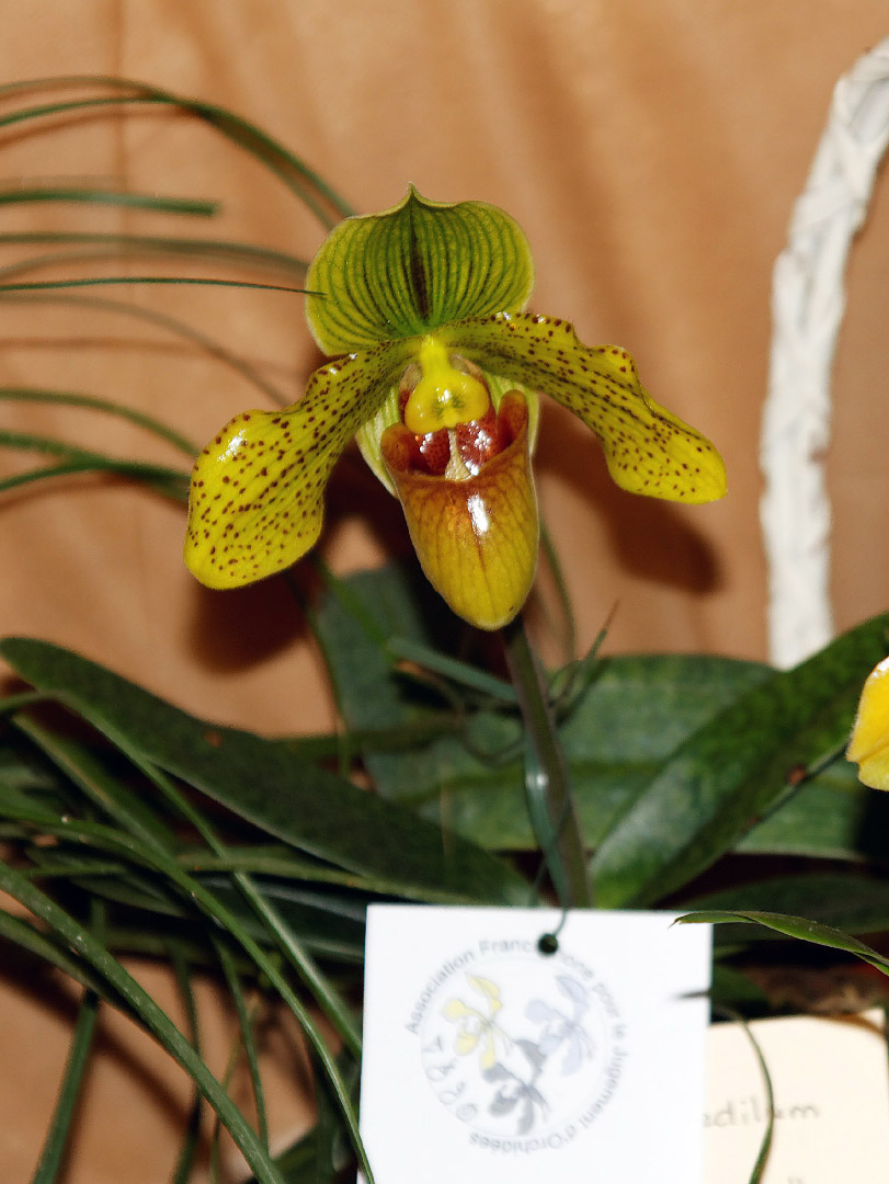 Paphiopedilum Pr Yves Sell