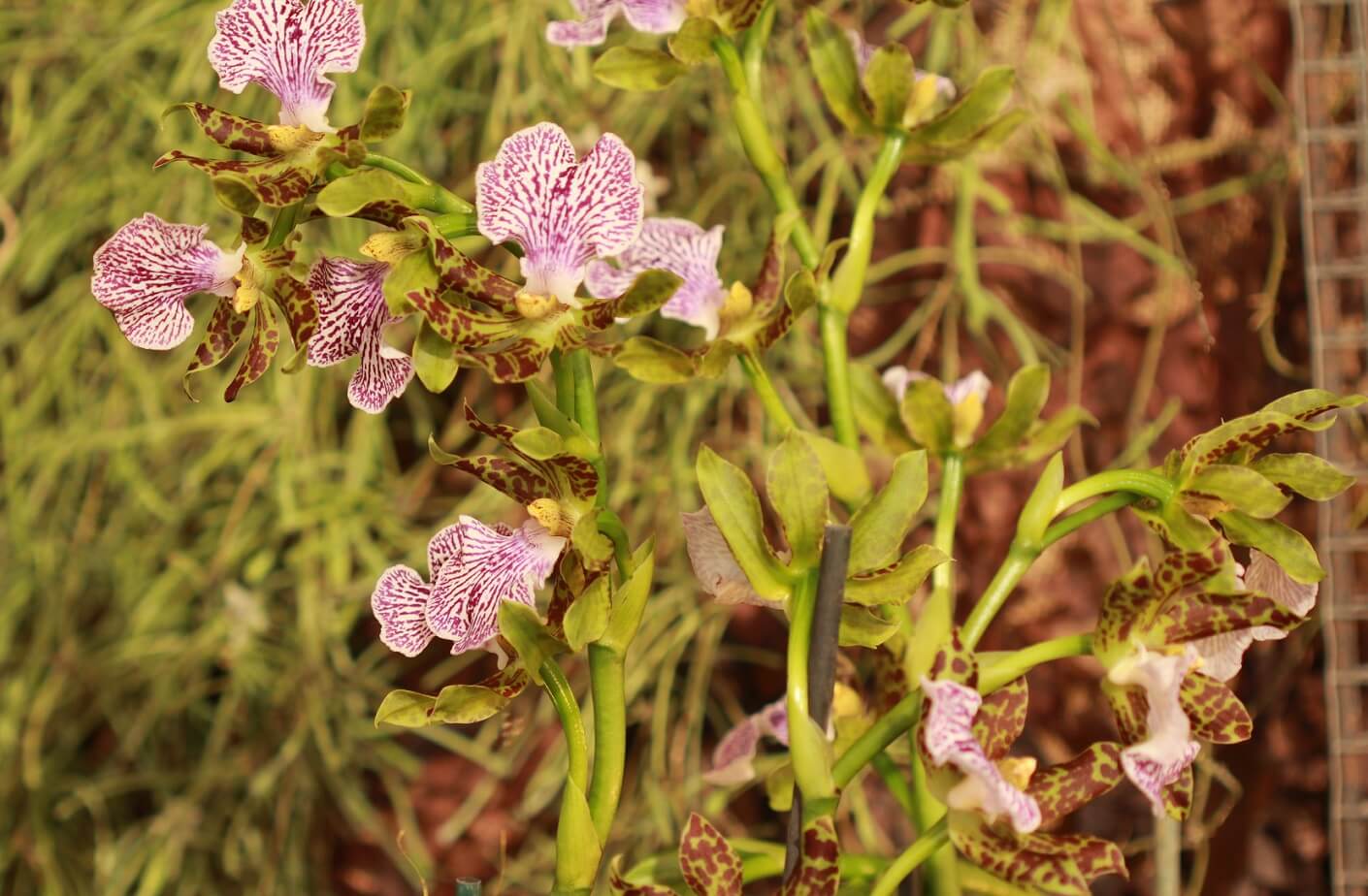 Zygopetalum maculatum