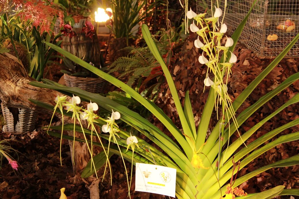 Angraecum longicalcar