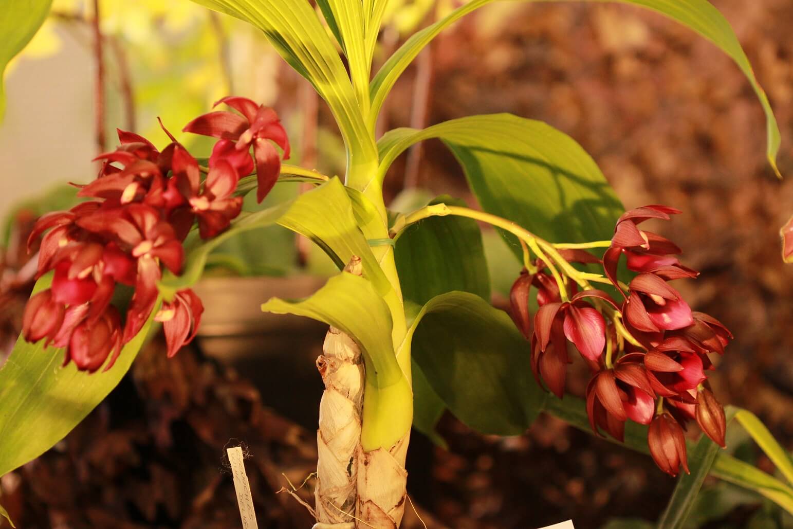 Cycnodes Wine Delight