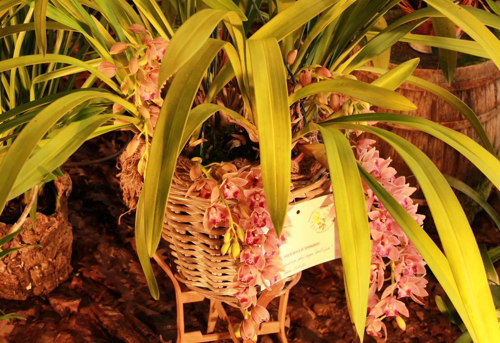 Cymbidium Plush Canyon