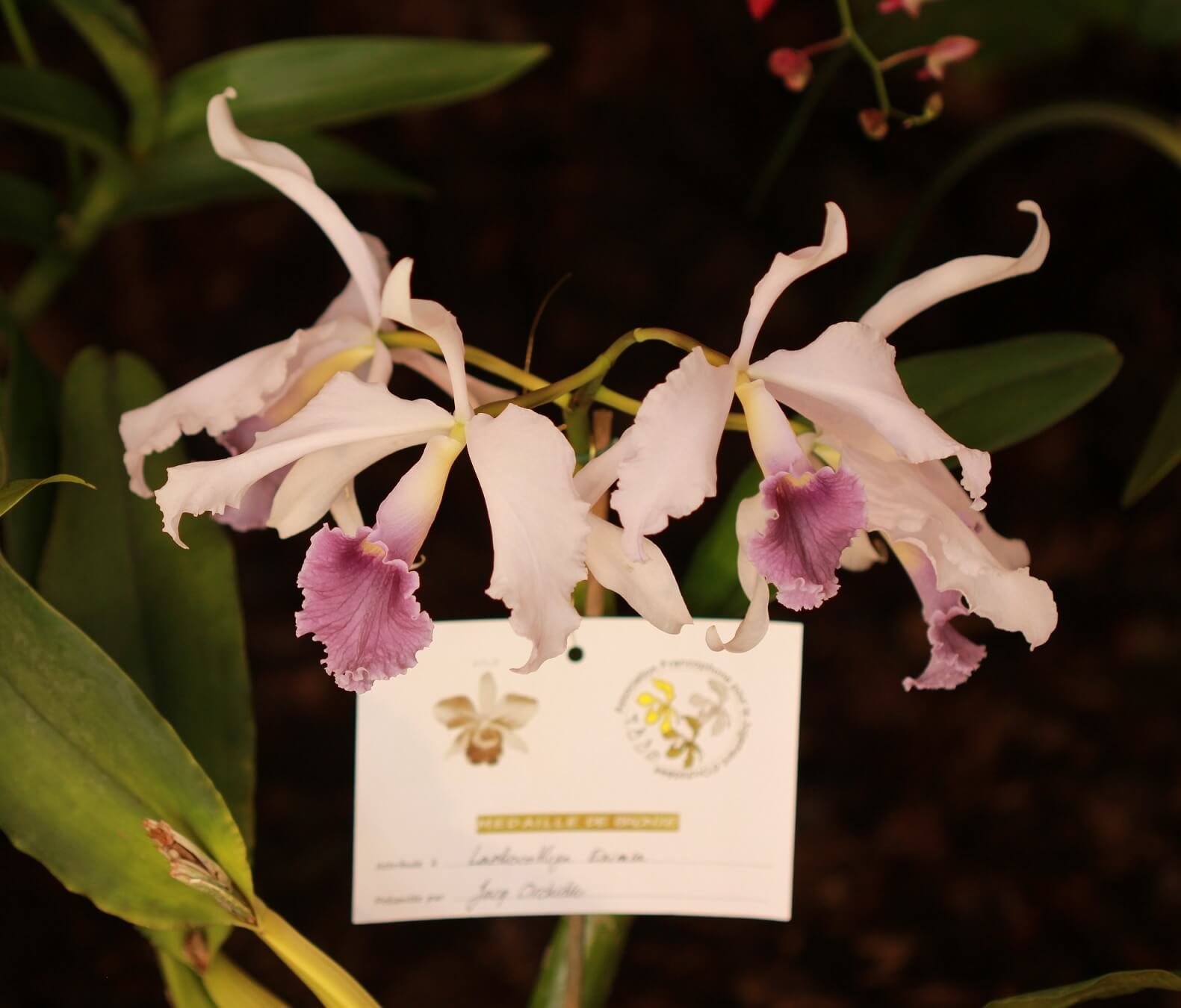 Cattleya (Lc.) Eximia