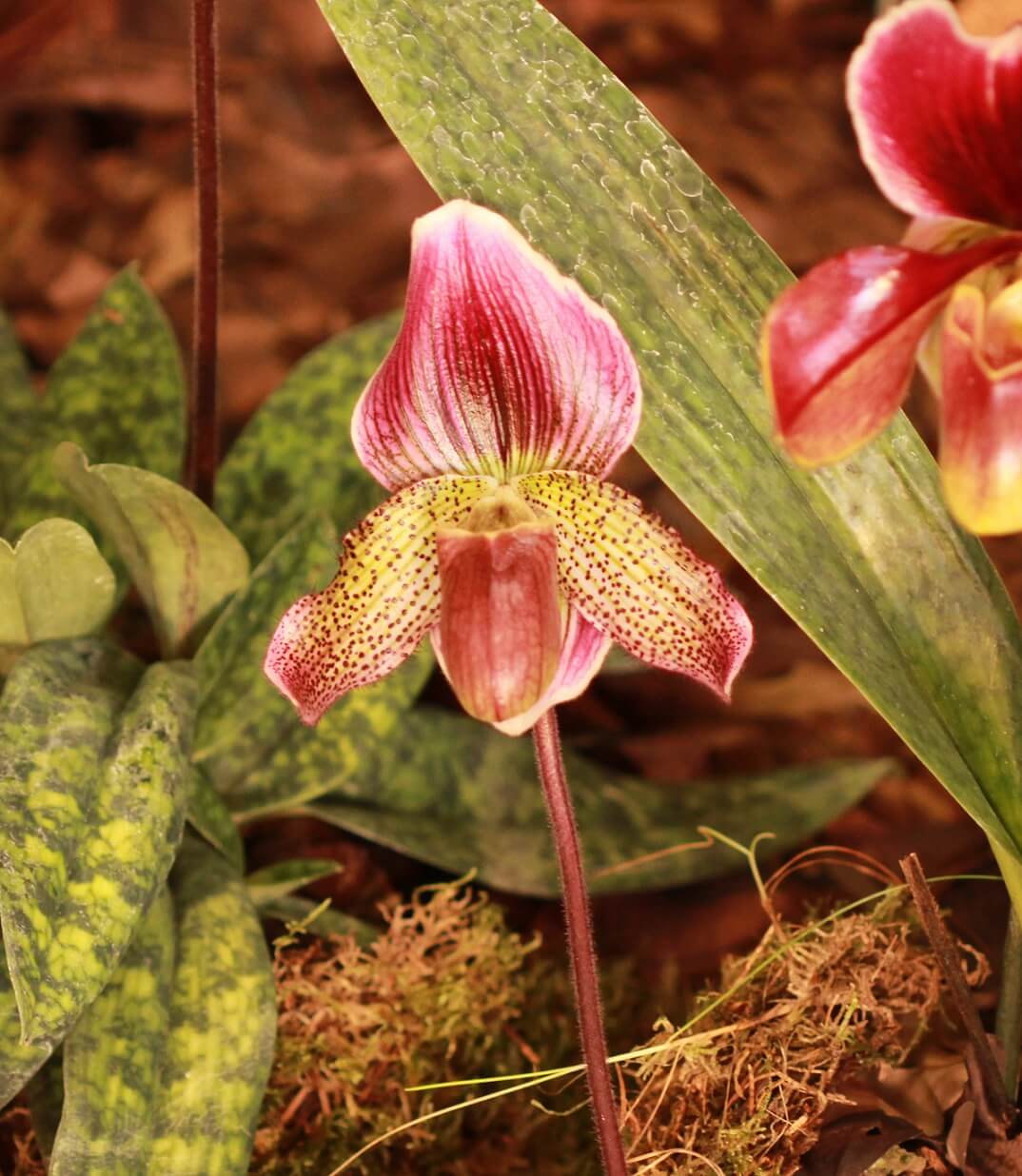Paphiopedilum Raising Jack x Paphiopedilum fairrieanum