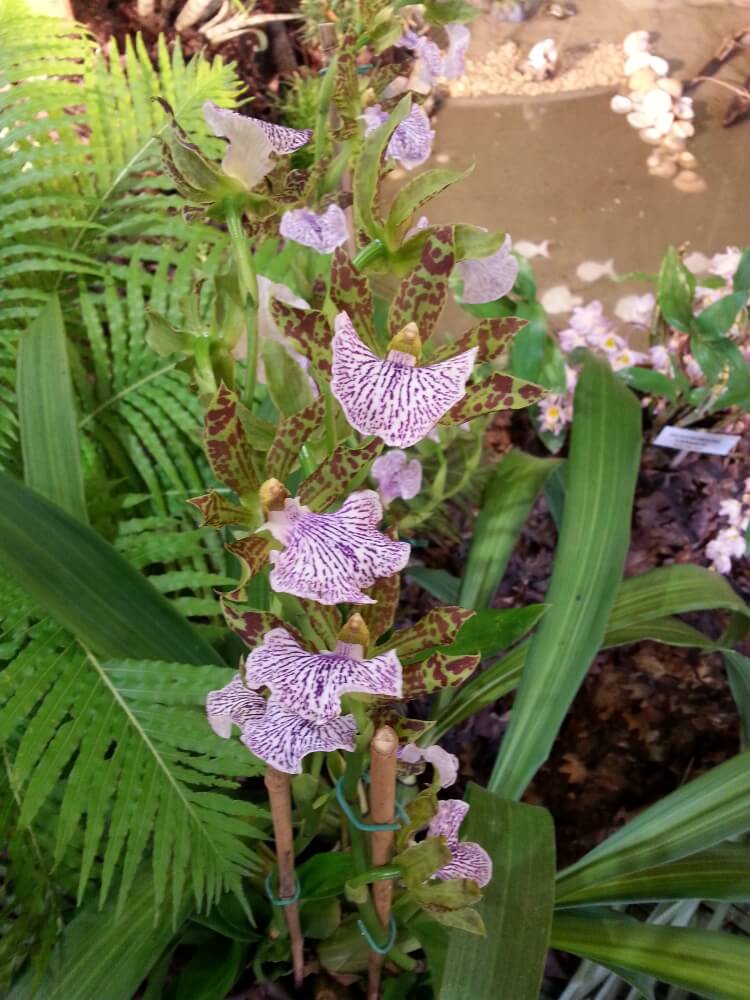 Zygopetalum maculatum
