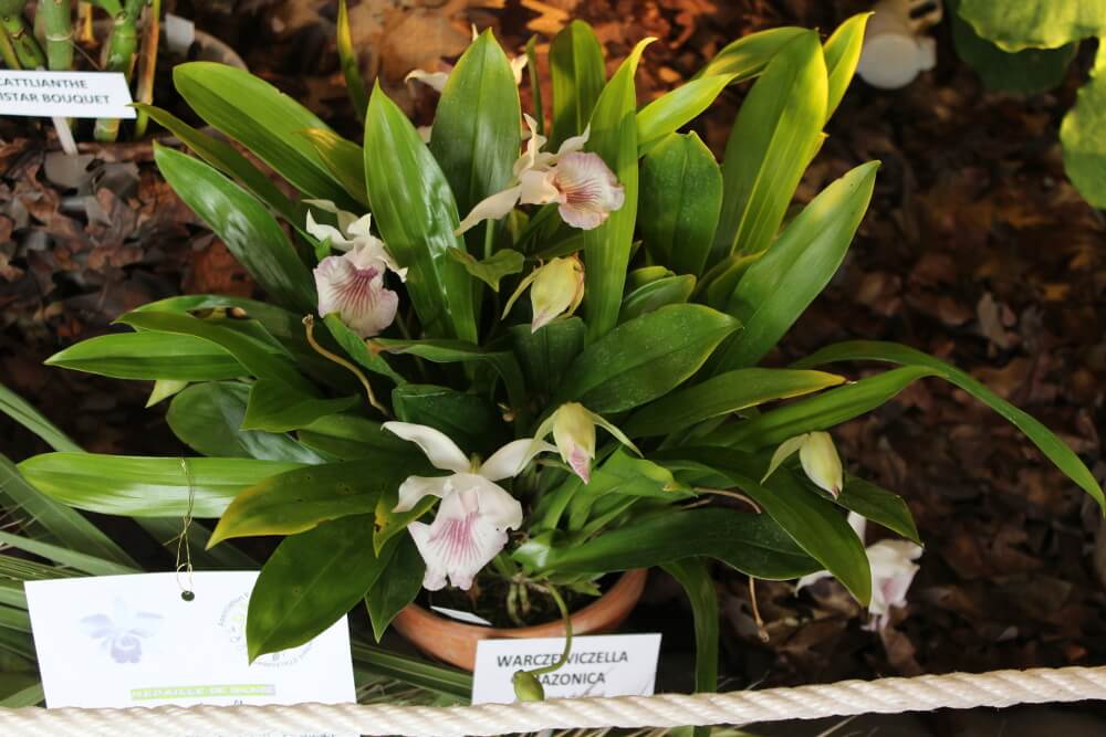 Warczewiczella (ex Cochleanthes) amazonica