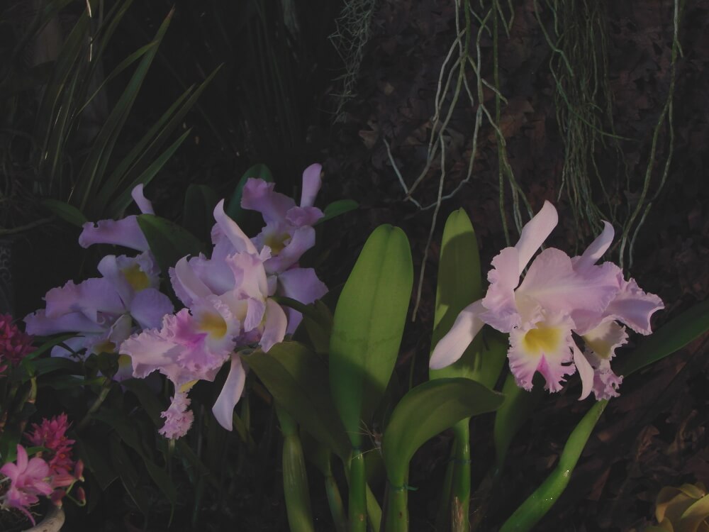 Cattleya Languedoc