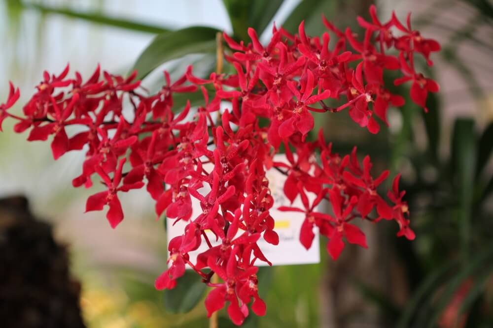 Renanstylis Azimah x Renanthera Bangkok Flame