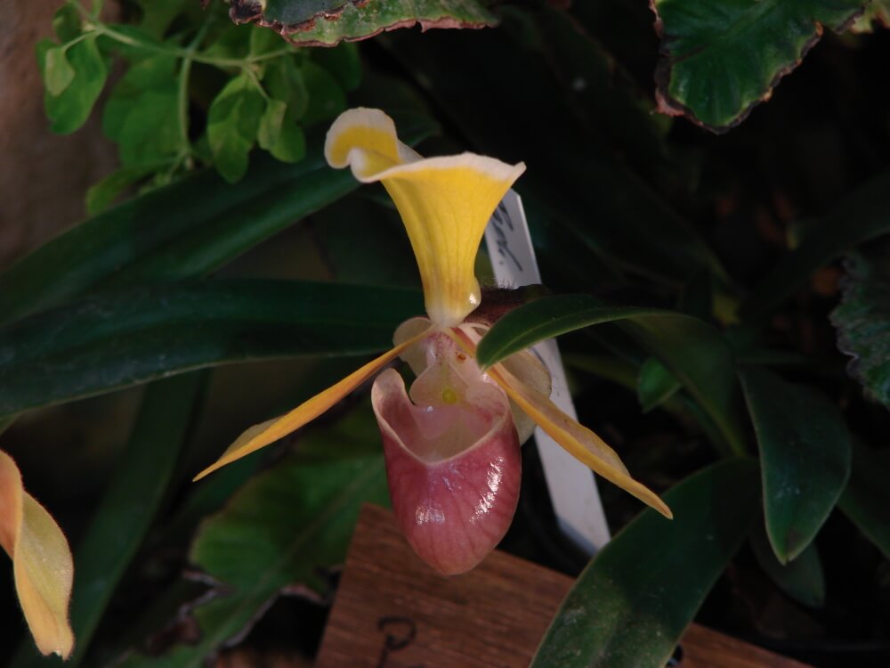 Paphiopedilum helenae