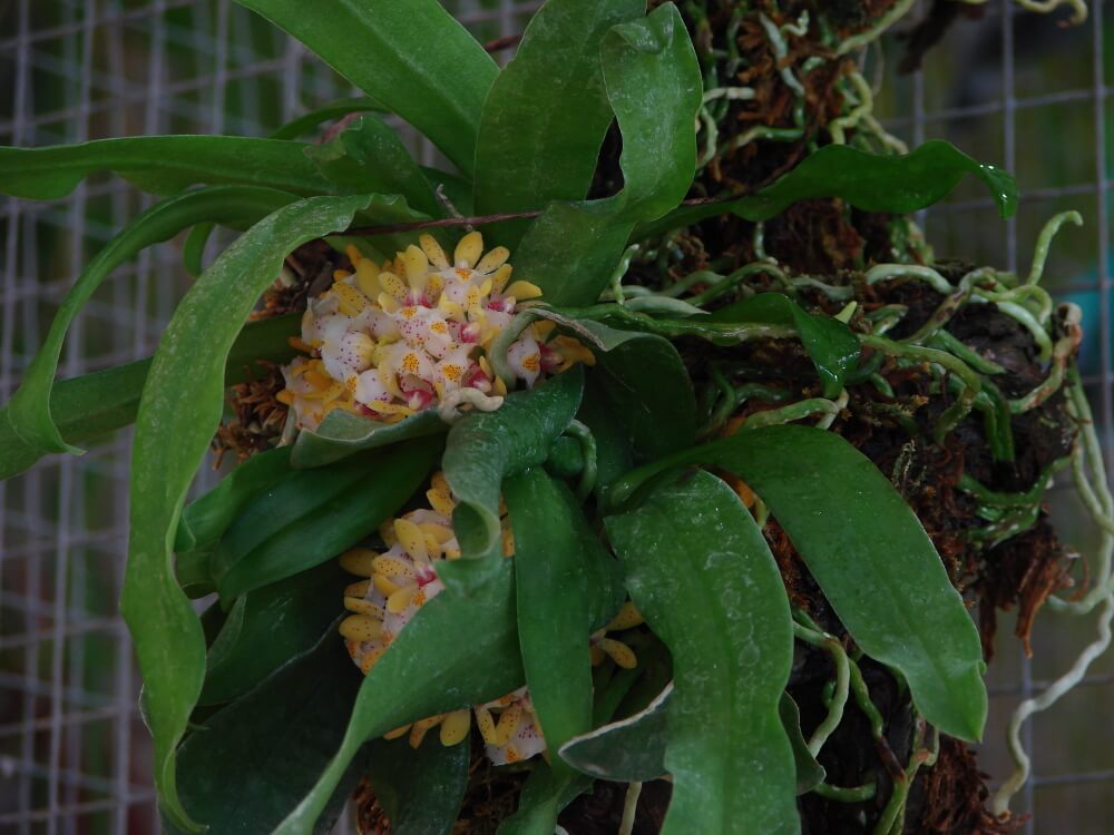Gastrochilus Taïwan
