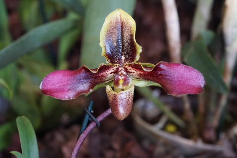 Paphiopedilum hirsutissimum