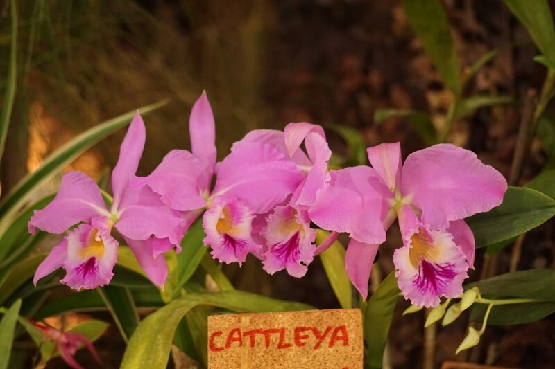 Cattleya jenmanii