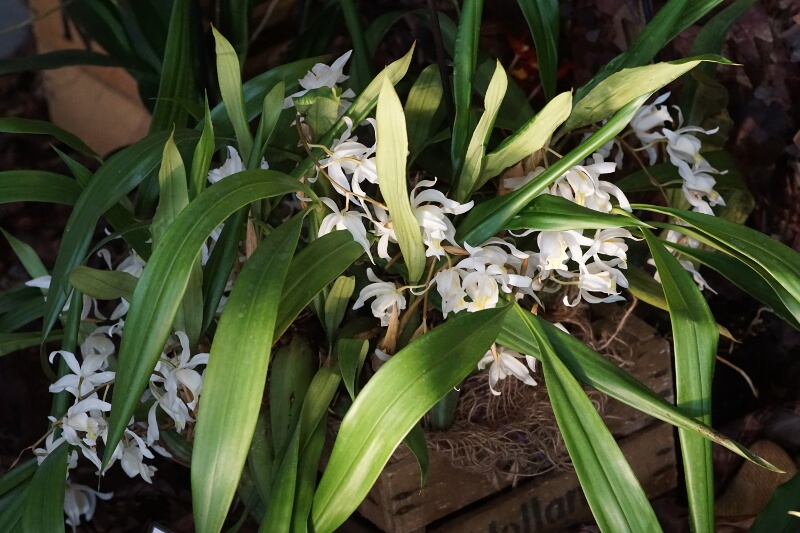 Coelogyne Unchained Melody