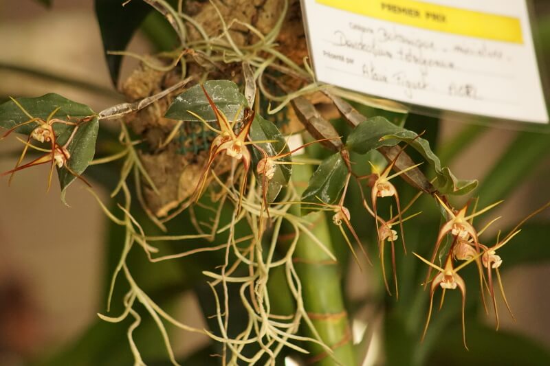 Dendrobium tetragonum