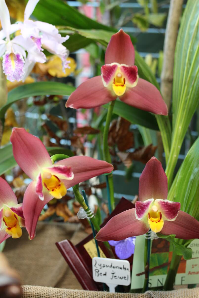 Lysudamuloa Red Jewel