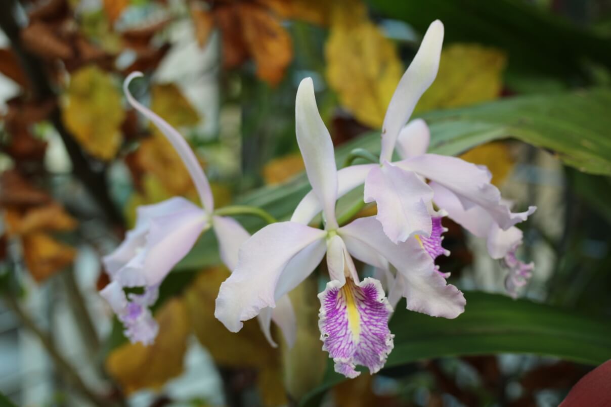 Cattleya maxima