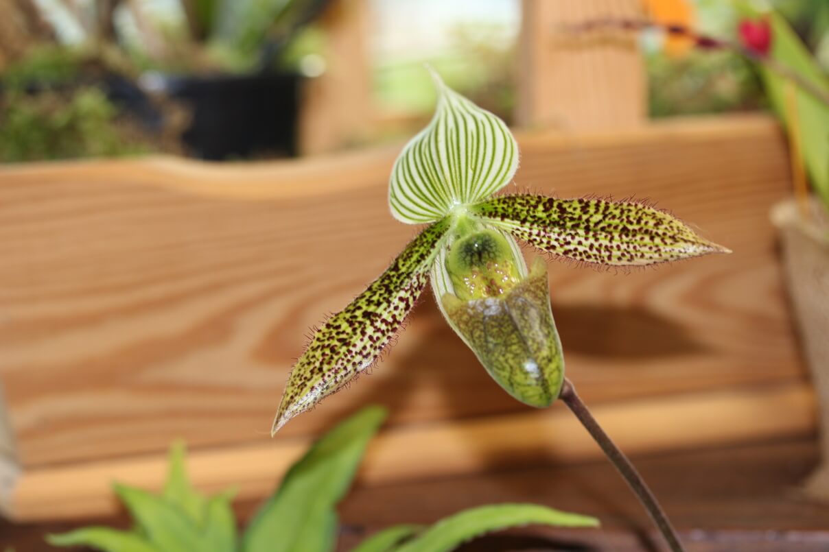 Paphiopedilum wardii