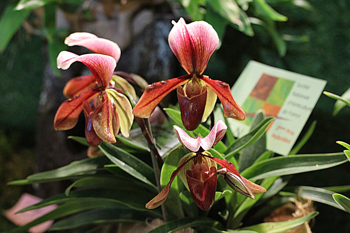 Paphiopedilum Wine Arthur