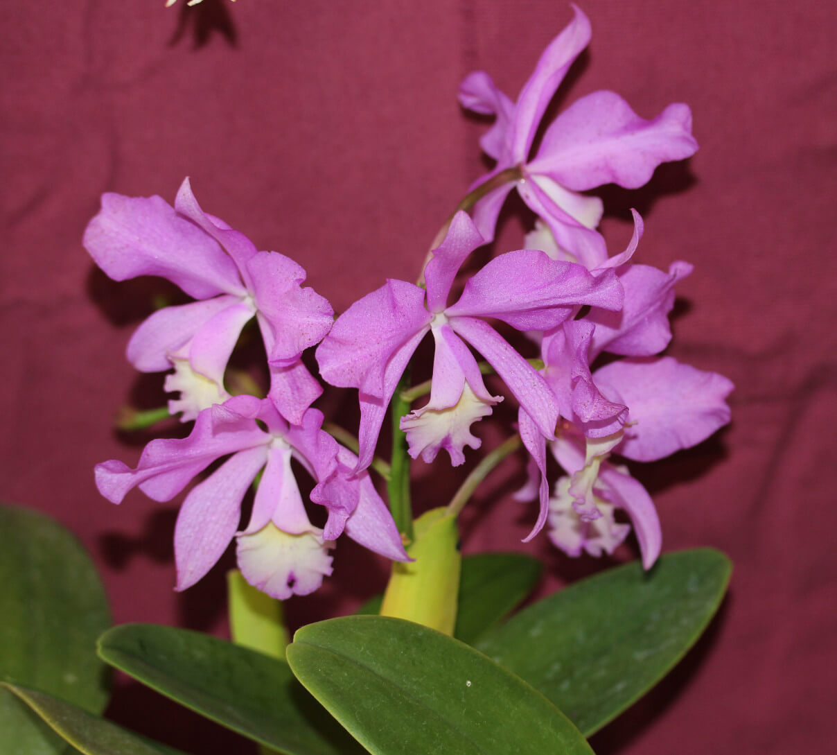 Cattleya Minerva
