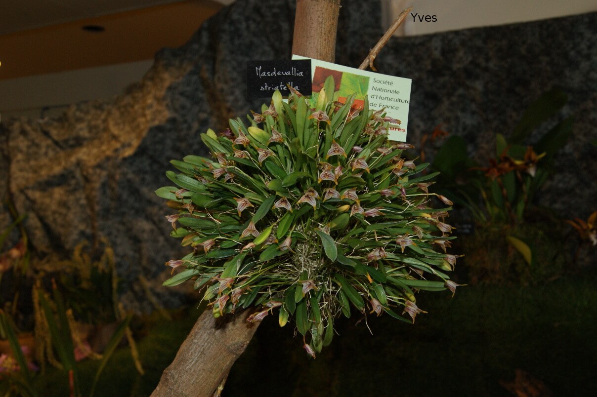 Masdevallia striatella