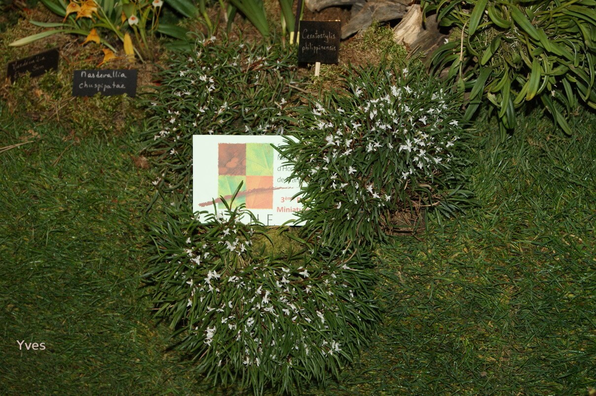 Ceratostylis philippinensis