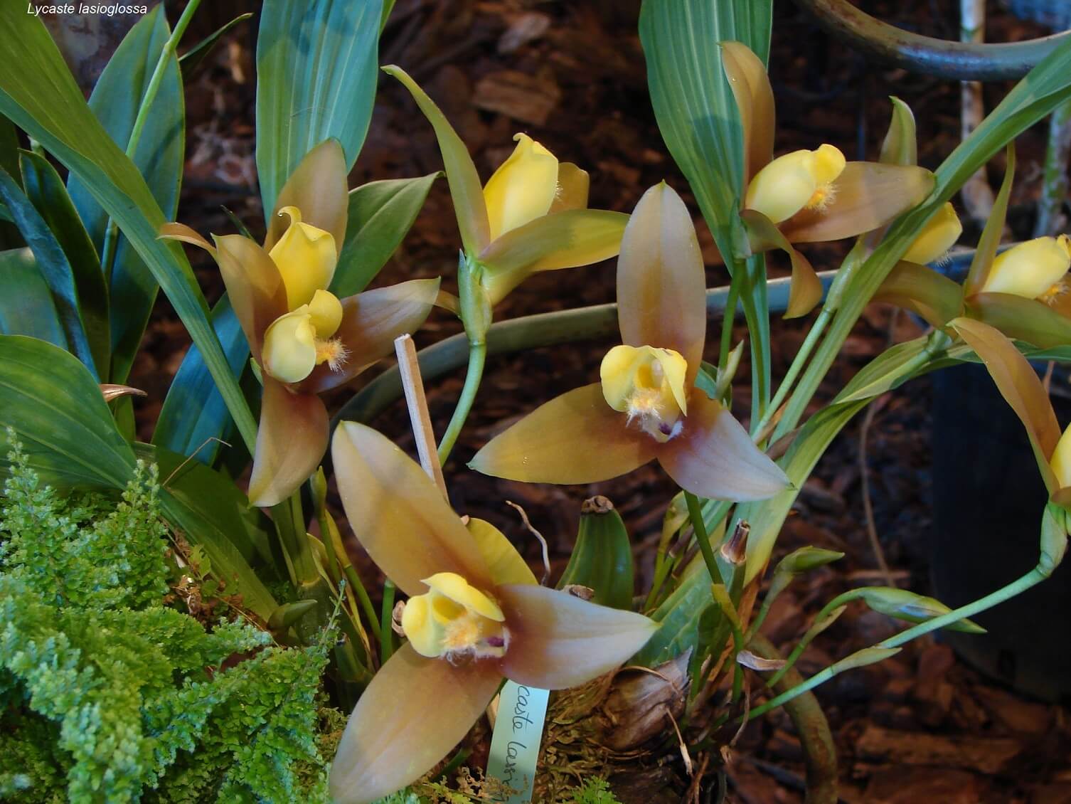 Lycaste lasioglossa