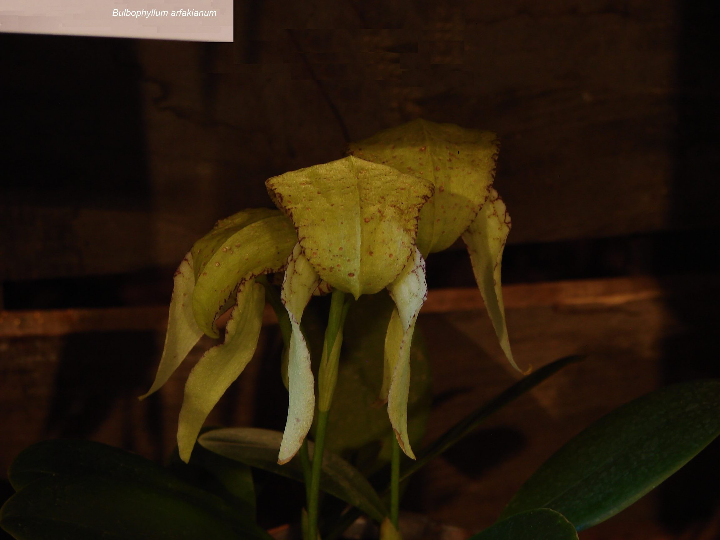 Bulbophyllum arfakianum