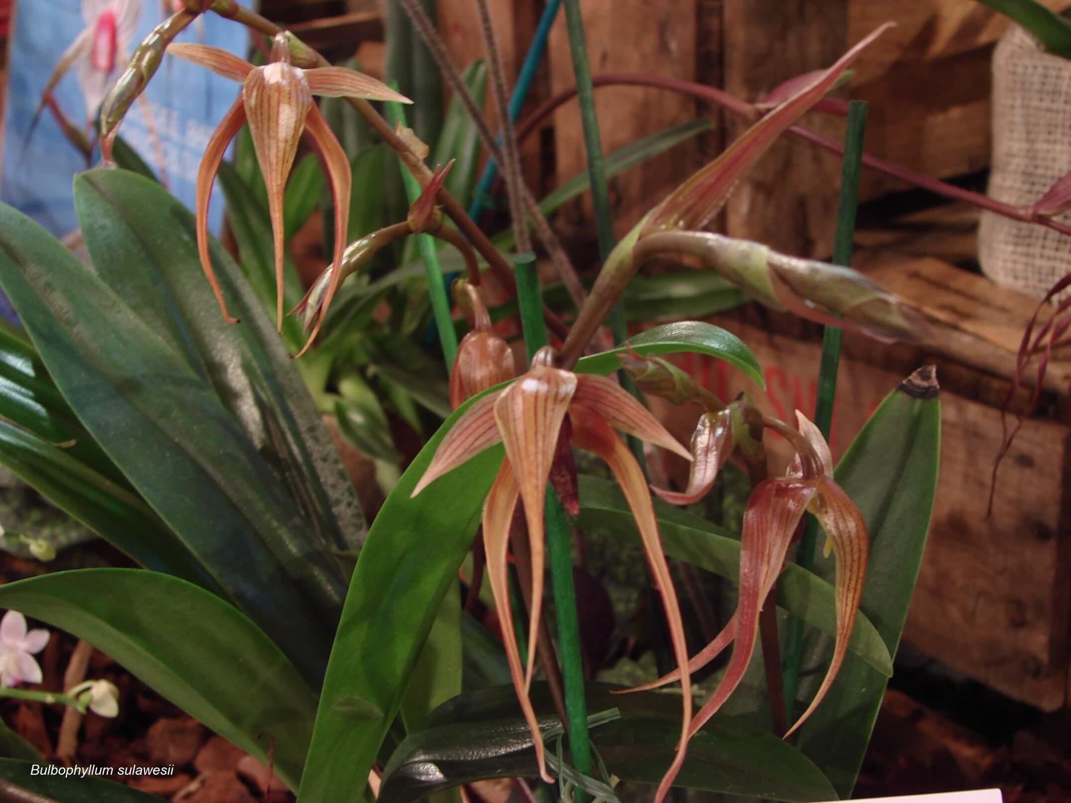 Bulbophyllum sulawesii