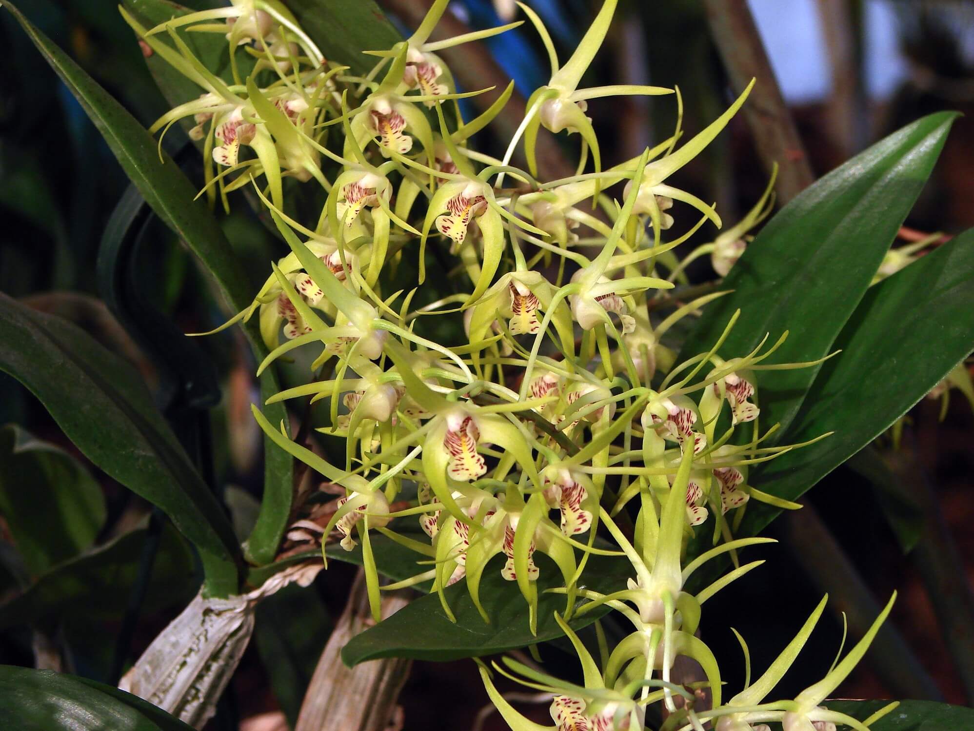 Dendrobium Helen Poxon