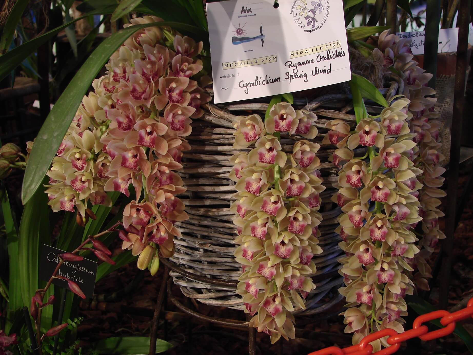 Cymbidium Spring Wind