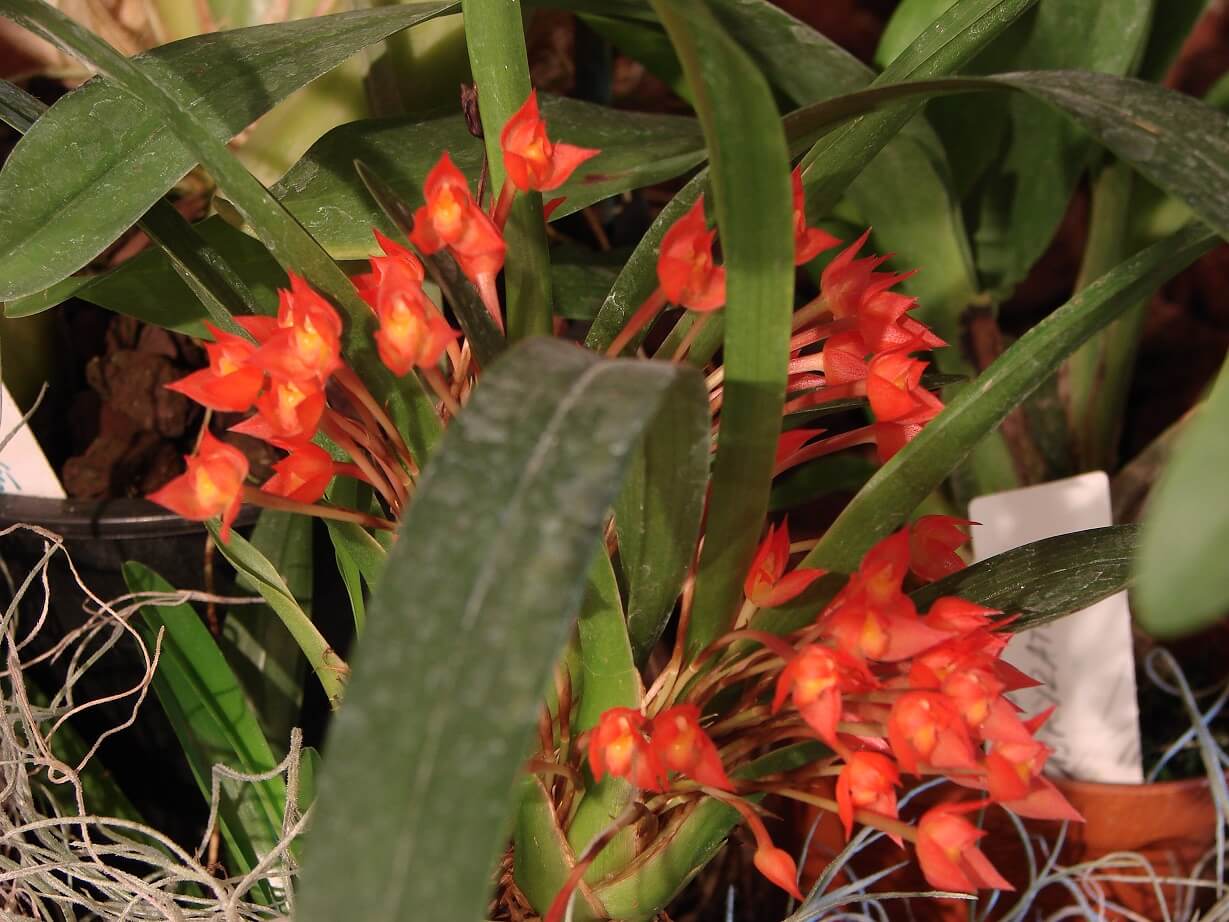 Ornithidium coccineum