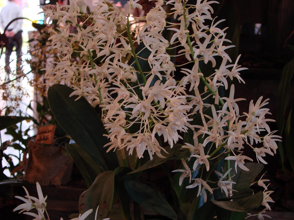 Dendrobium pedunculatum