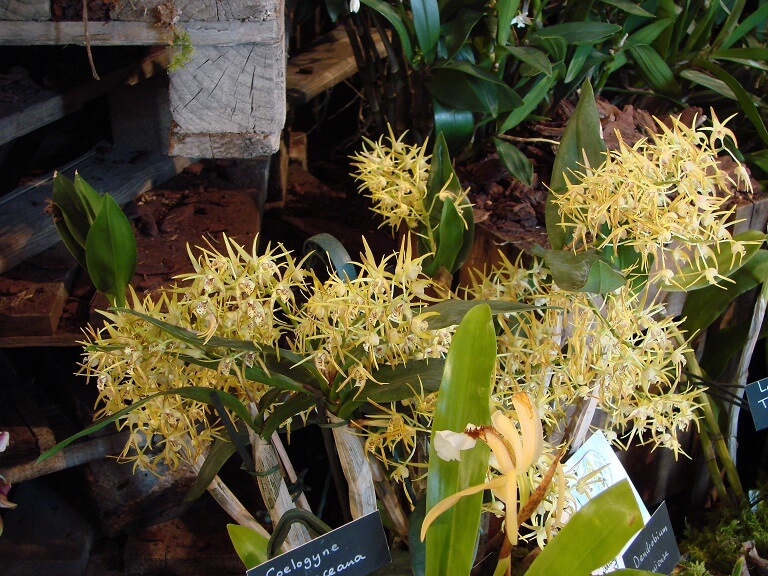 Dendrobium Helen Poxon