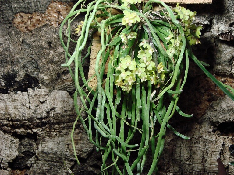 Chiloschista segawai