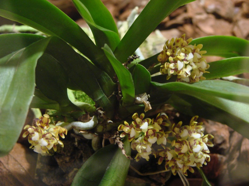 Pomatocalpa acuminata