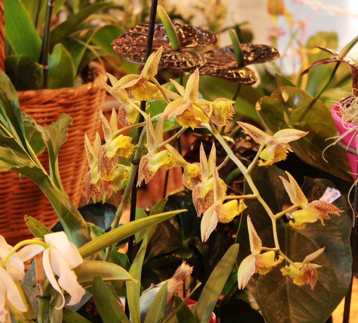 Catasetum fimbriatum