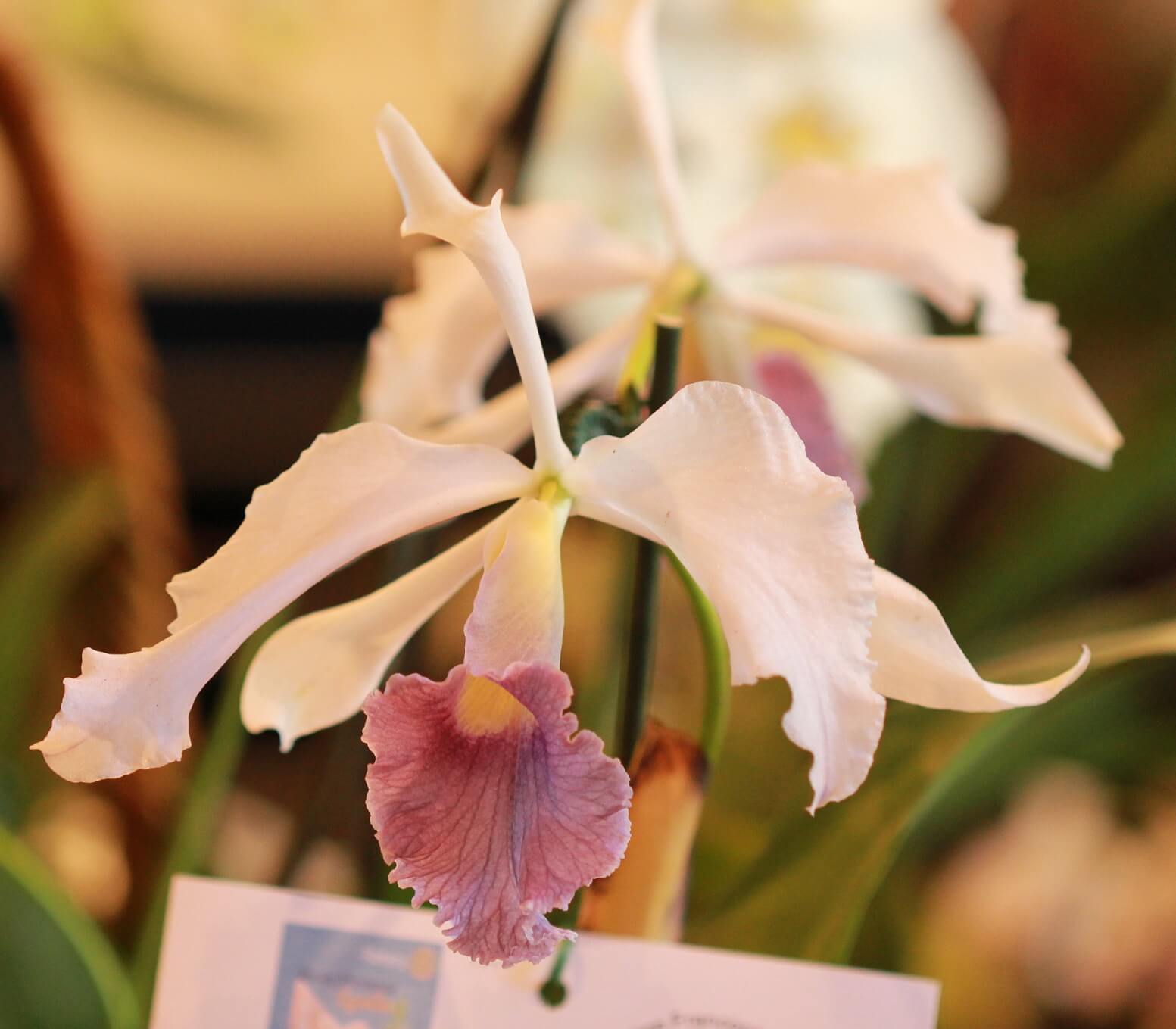 Cattleya (Lc.) Eximia