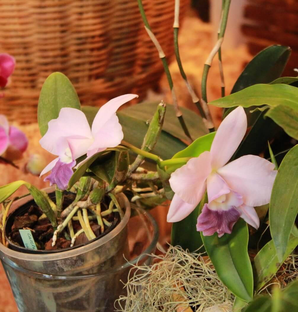 Cattleya Mini Purple