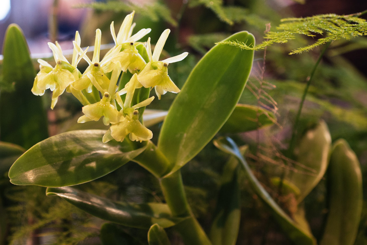 Epidendrum difforme