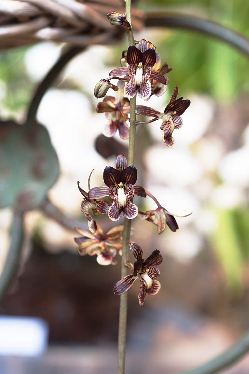 Oeceoclades saundersiana