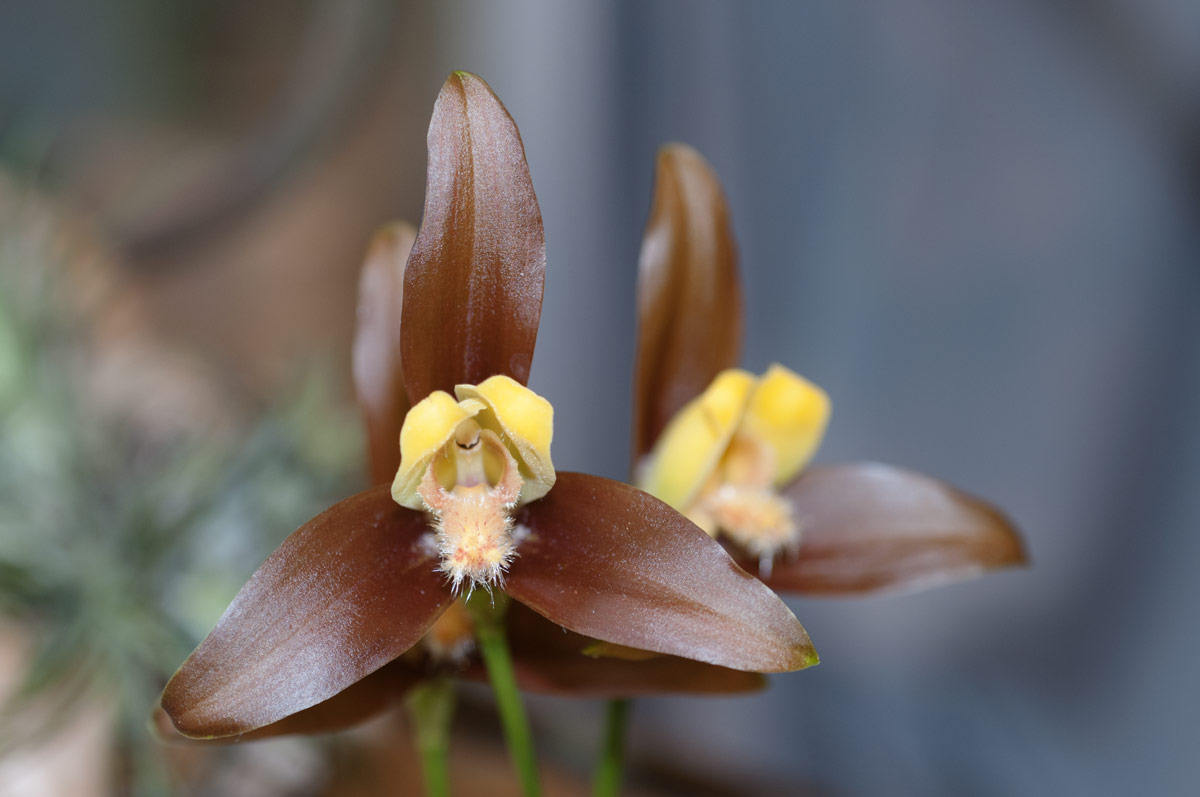 Lycaste lasioglossa