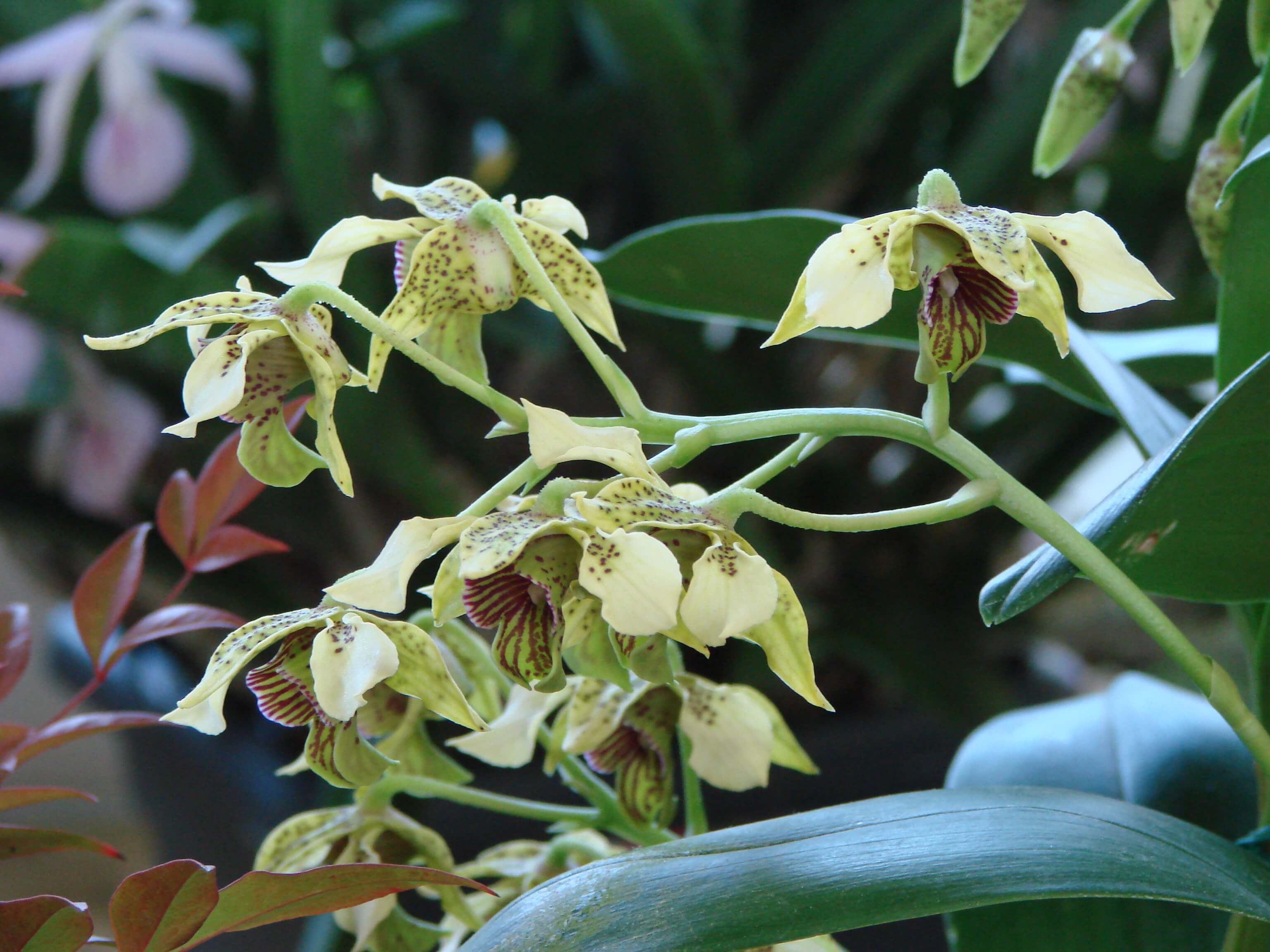 Dendrobium atroviolaceum x macranthum