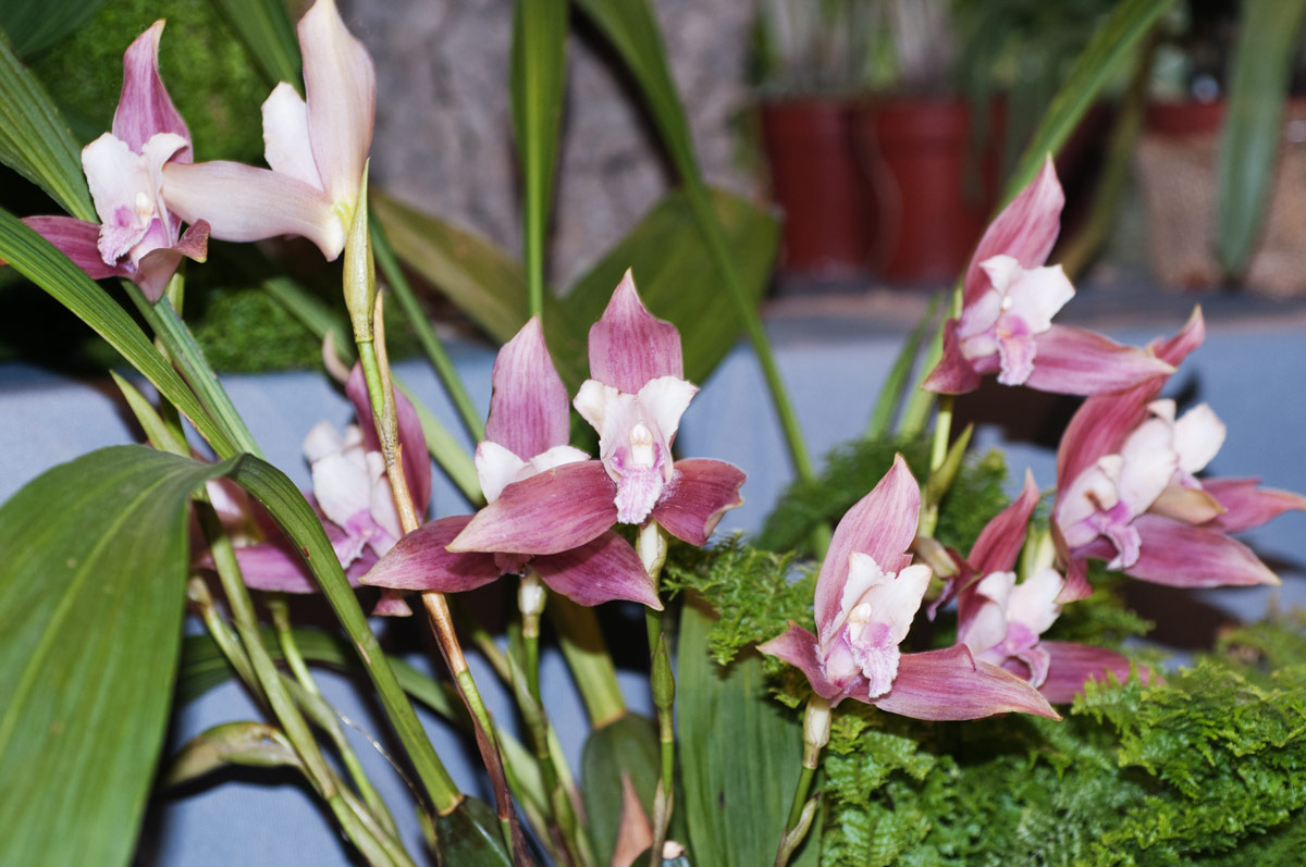 Lycaste Luciani (lasioglossa x skinneri)